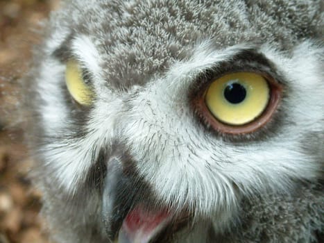 Eyes