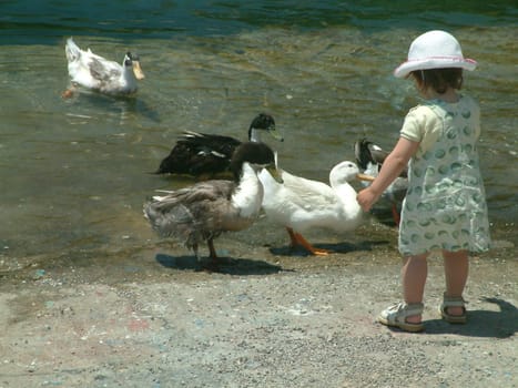 All my ducklings