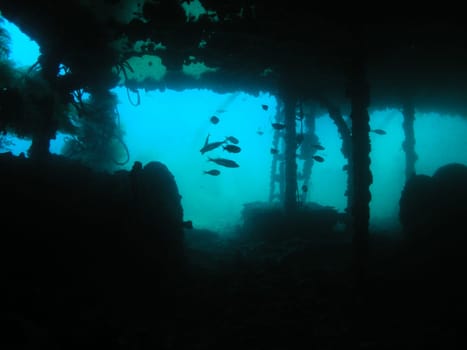 In the summer of 2003 at the wreck of the HMS "Coreolanus"",a brit. Trawler,which ran into a mine in WW 2 and sank. Where fish ""live"" today,they used to be caught and ""processed""."