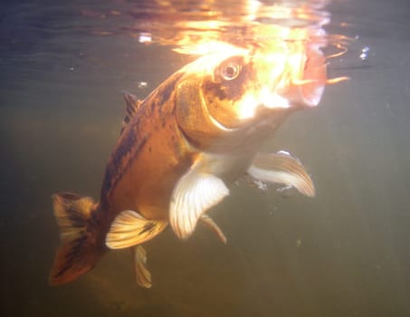 In shark feeding,the "feeding frenzy"" is referred to as ""feeding fenzy"". Carp in the garden pond are similarly wild. NO AQUARIUM INTAKE !!! I've been in the water myself - WITHOUT a cage or protective panze"