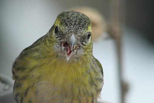 Alder siskin ( Carduelis spinus )
