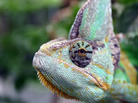Zoo in Cologne