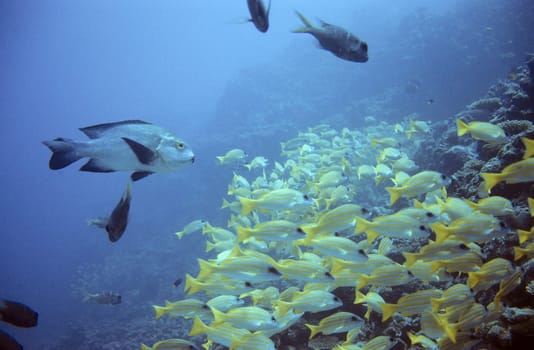 School of fish on the reef