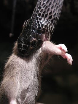 I know a "gecko friend"" who opens the terrarium so that I can take pictures without a glass pane! Thanks to Kelle,I'd be happy to do it again! The cattle is an African tree snake and is currently eating a young man. Rat."