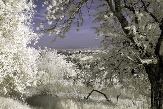 Created near Bad Soden in April 2004. Nikon D70 with 50/1.8 and Panchromar infrared filter.