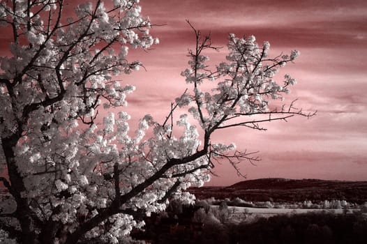 Created near Bad Soden in April 2004. Nikon D70 with 50/1.8 and Panchromar infrared filter.