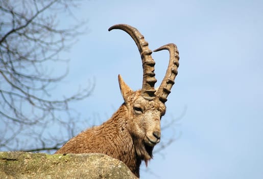 Capricorn