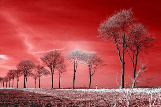 Created in March 2005 near Euskirchen. Nikon D70,Sigma 28/1.8,Infrared filter