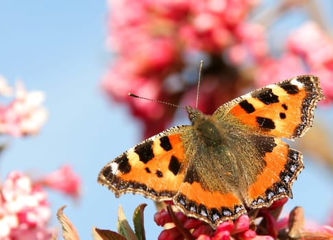 (Aglais urticae ) Small tortoiseshell after wintering