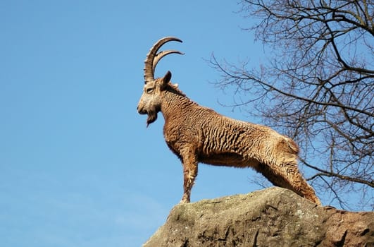 Capricorn II