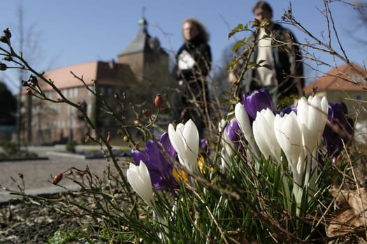 Spring Awakening