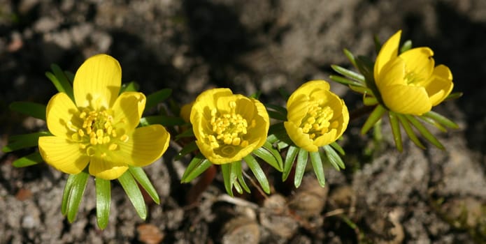 Would be grateful for a hint as to what this flower is called. Greeting Bea
