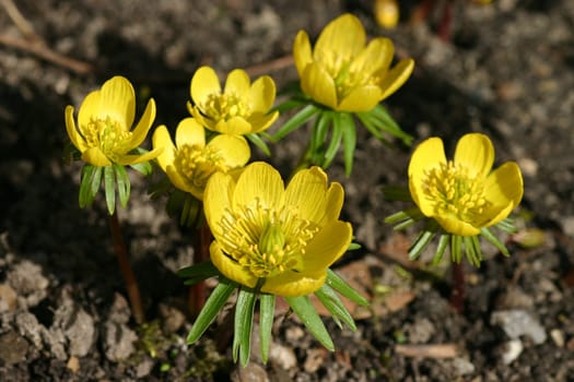 Another spring greeting...