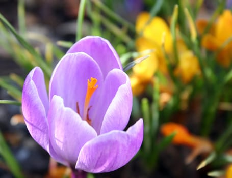 Spring