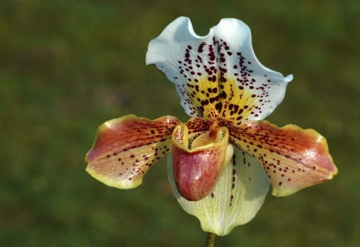 Lady's slipper
