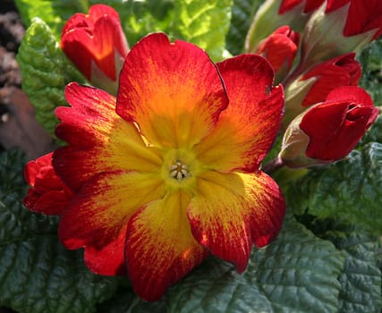 Primula yellow-red