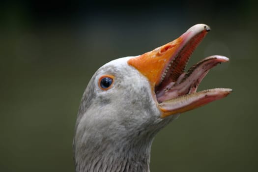 Hissing goose