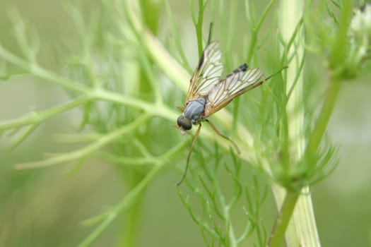 Fly on green plant
