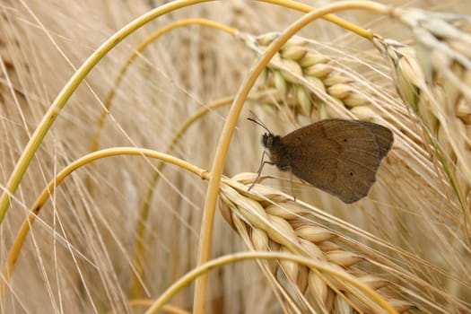 Maniola jurtina
