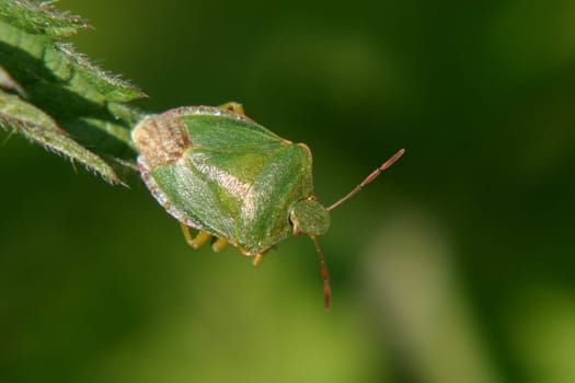 Palomena prasina