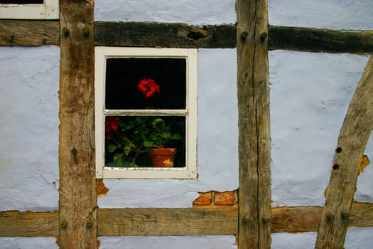 Geranium on the window
