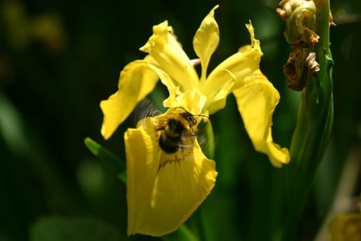 Bumblebee on water iris