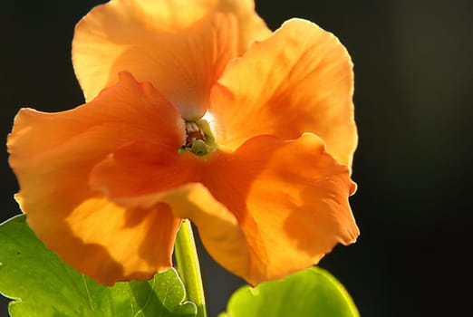 Pansy orange