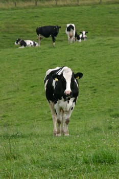 Cows