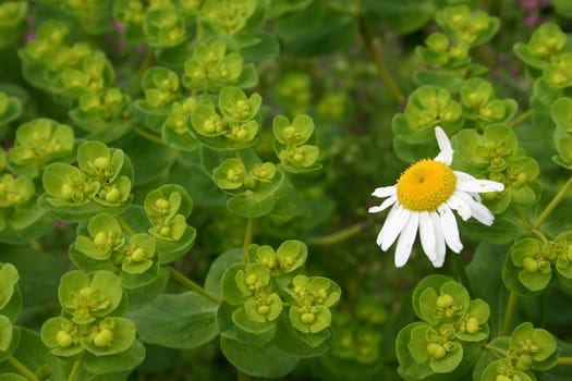 White - Yellow - Green