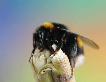 first attempts at macro images