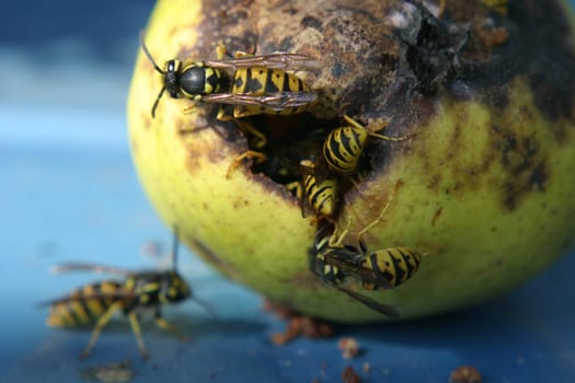 Wasp invasion