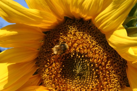 Sunflower with visitor