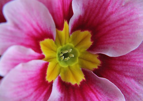 Primrose