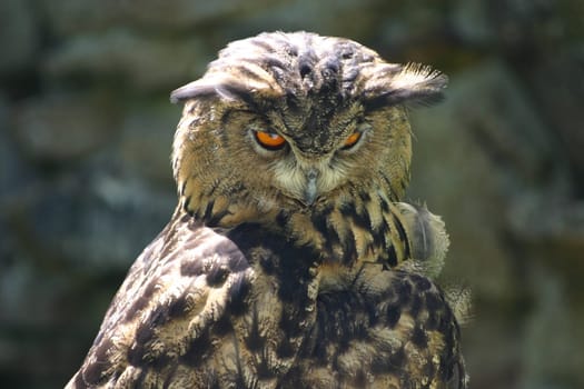 Suspicious eagle owl