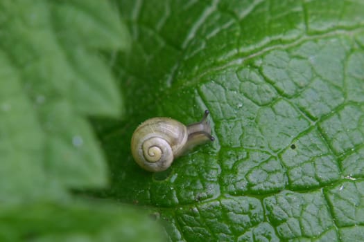 Mini snail