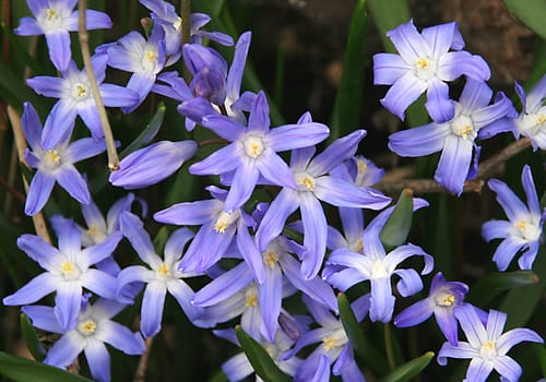 The blue star is a pretty little bulbous flower,usually with violet-blue flowers. There are also varieties with light blue and with white flowers.