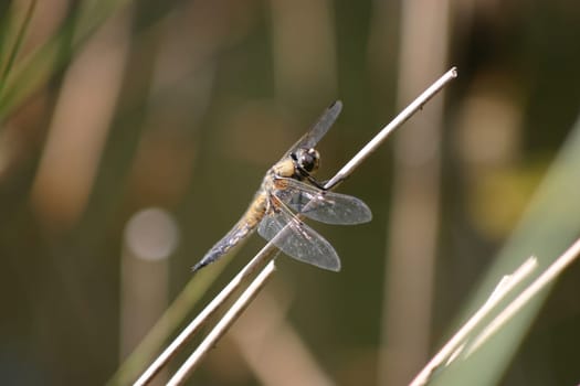 Dragonfly