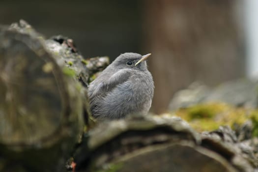 This young redstart is impatiently waiting for its mother to feed it.