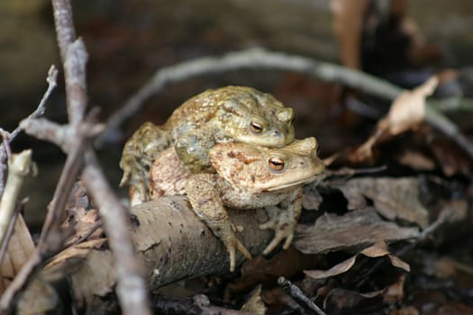 It is mating season for the common toads - here the male has already "secured"" his place on a female."