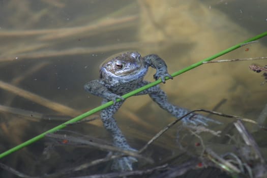 This grass frog seems to be active as a horizontal gymnast - unfortunately it has not yet conquered a female... (unfortunately there is a strong surplus of men in his pond).