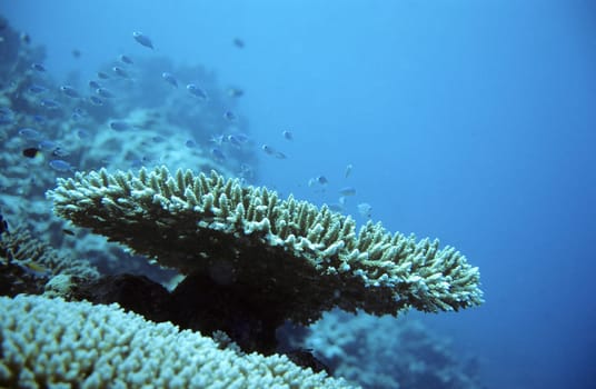 Table coral with inhabitants