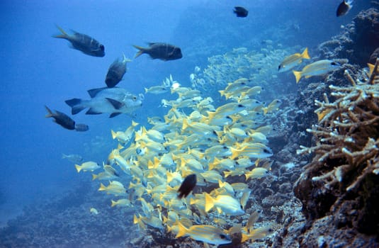 School of fish on Reef III