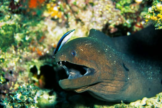 Moray eel with cleaner fish