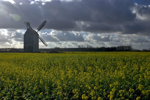 Windmill in rapeseed