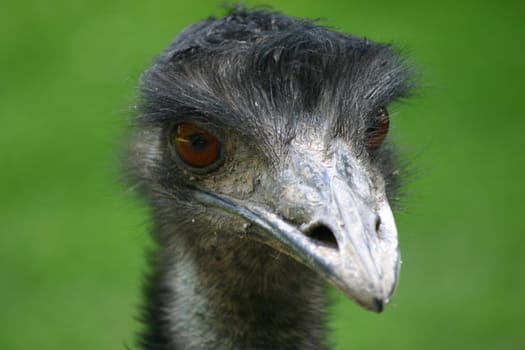 Portrait of an emu