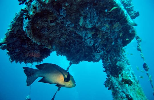 Fish at the wreck