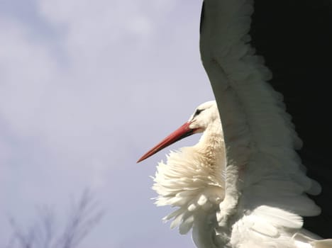 Stork profile
