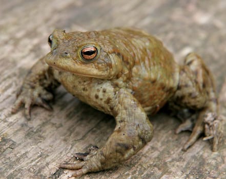 Common toad