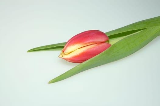 Tulip 2
