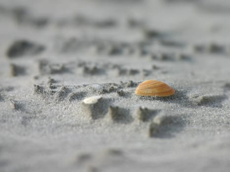 Shell on the beach